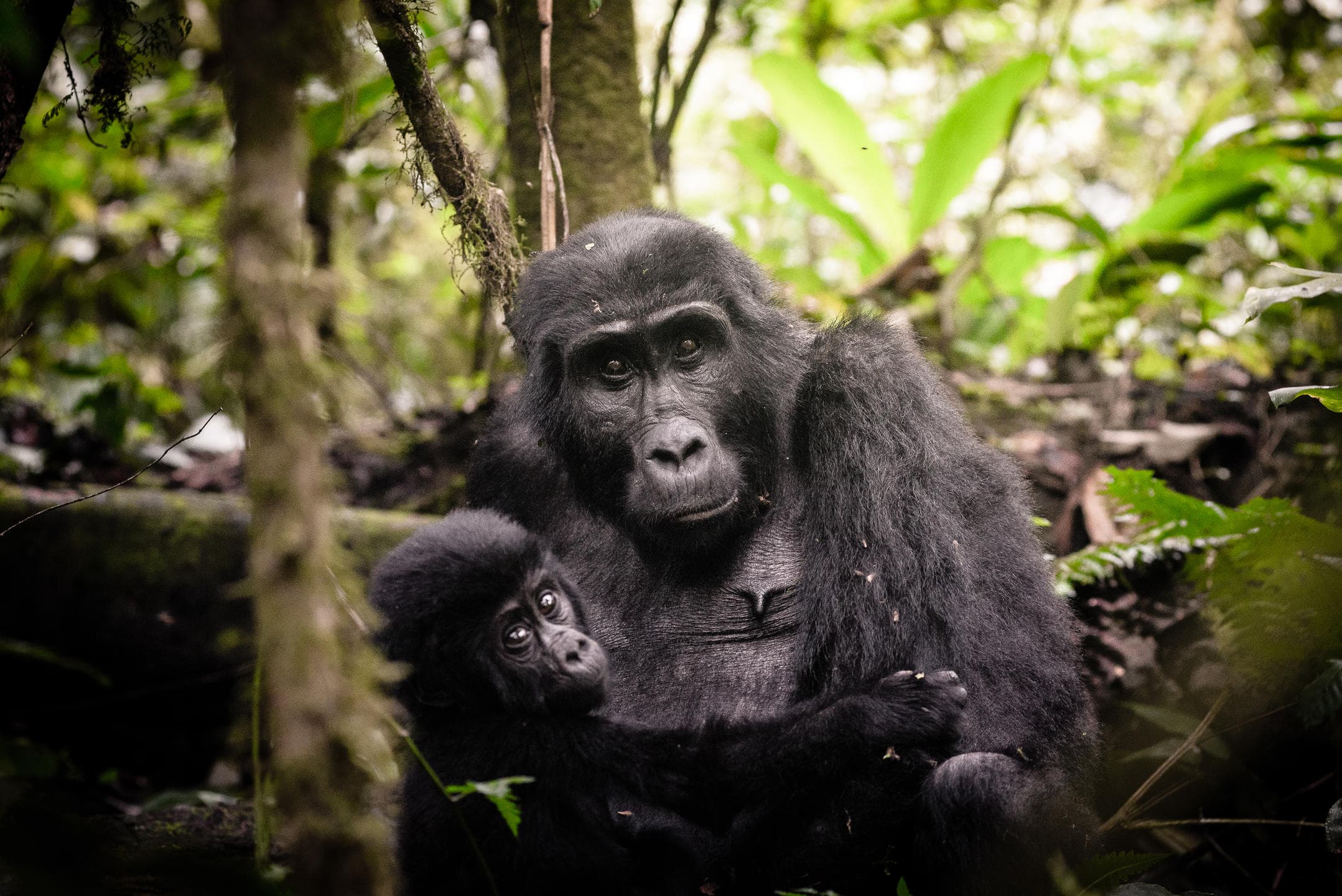 Gorilla Forest Lodge Gorilla tracking