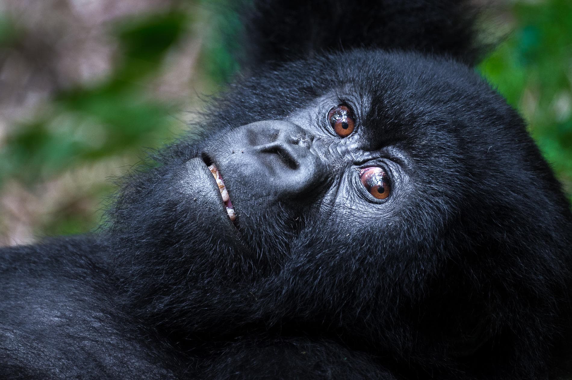 Gorilla Trekking