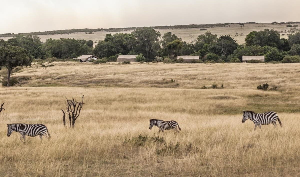 Porini Lion Camp
