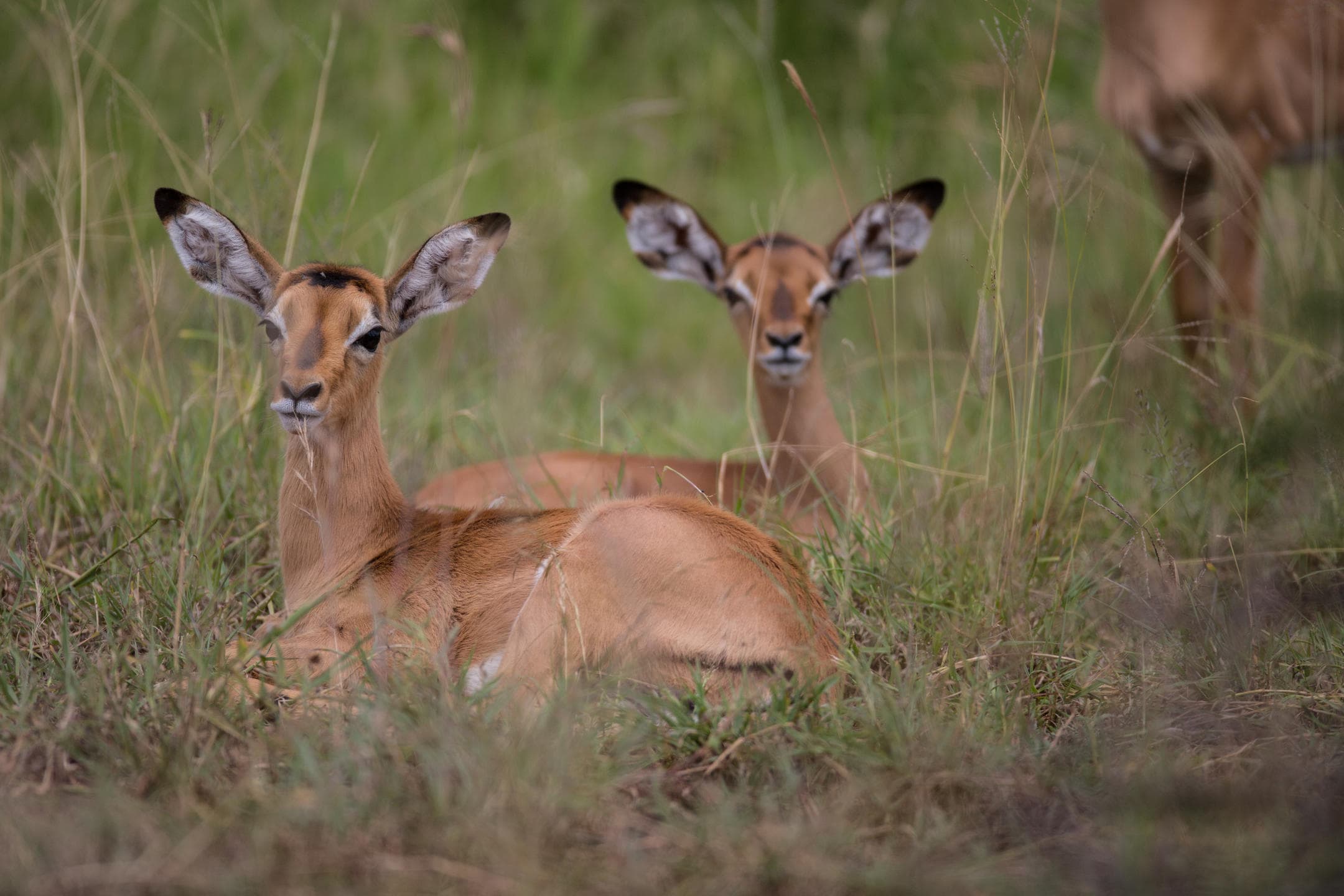 Wildlife Beauty