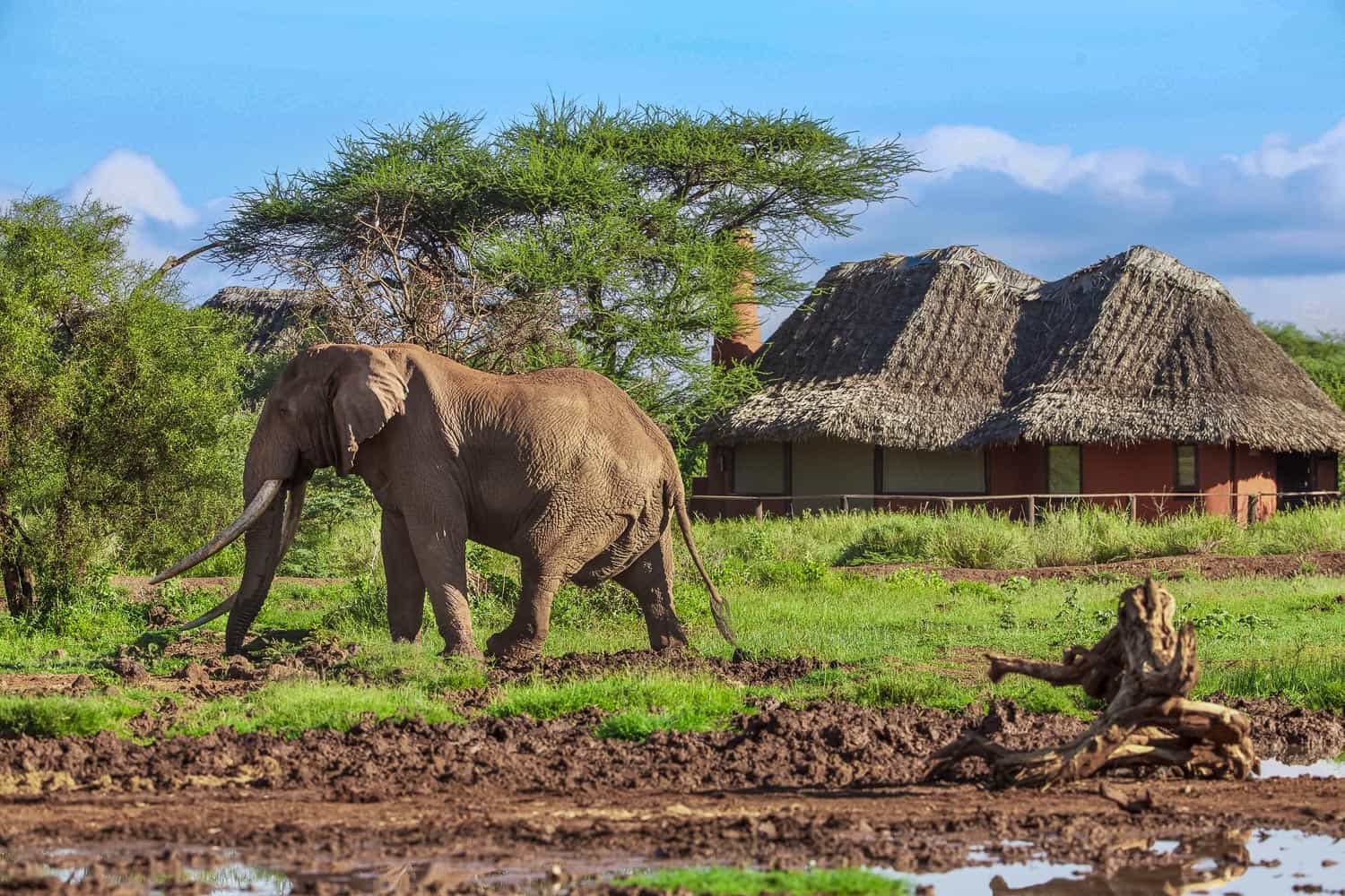 tawilodge4 Elephant