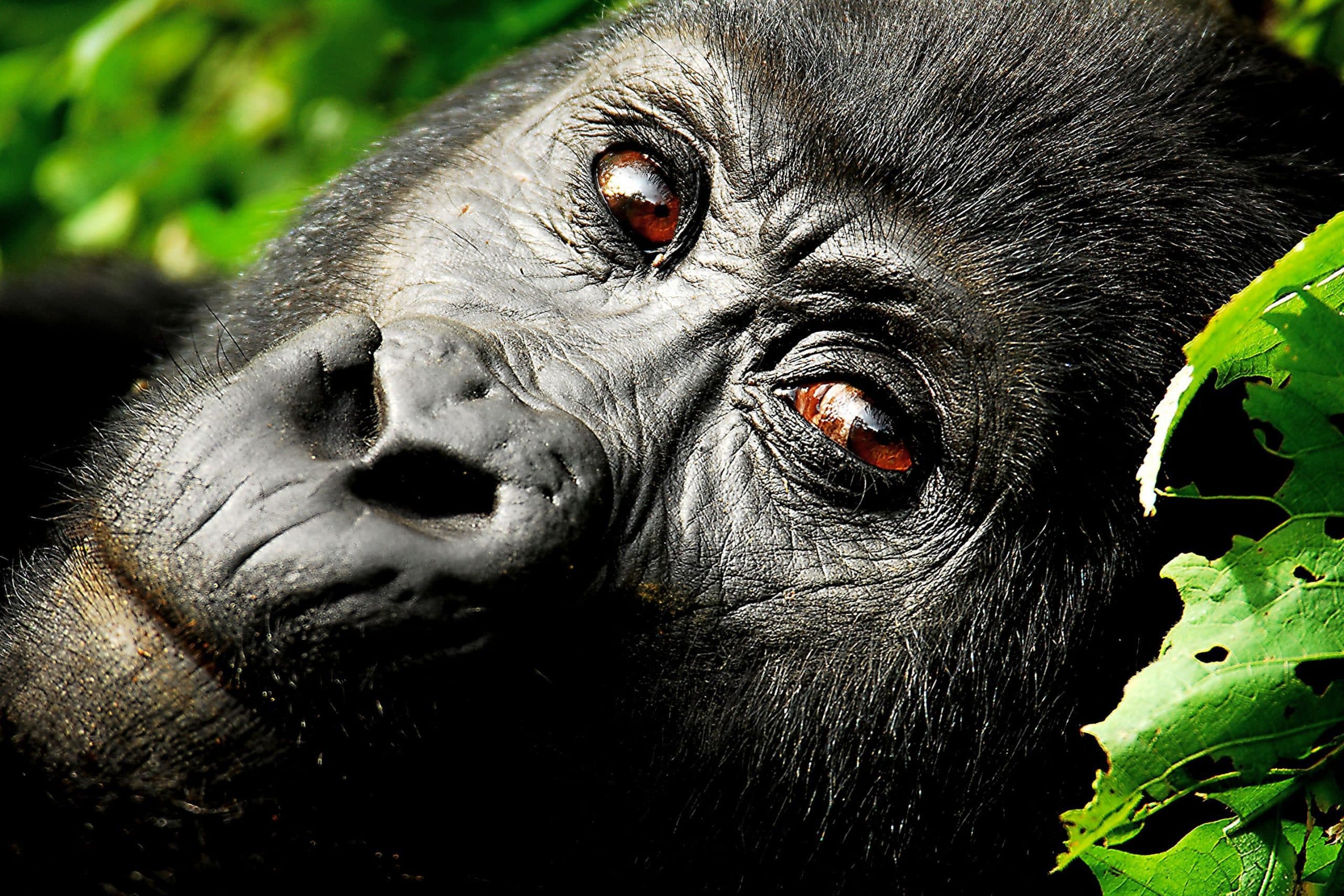 Gorilla Discount