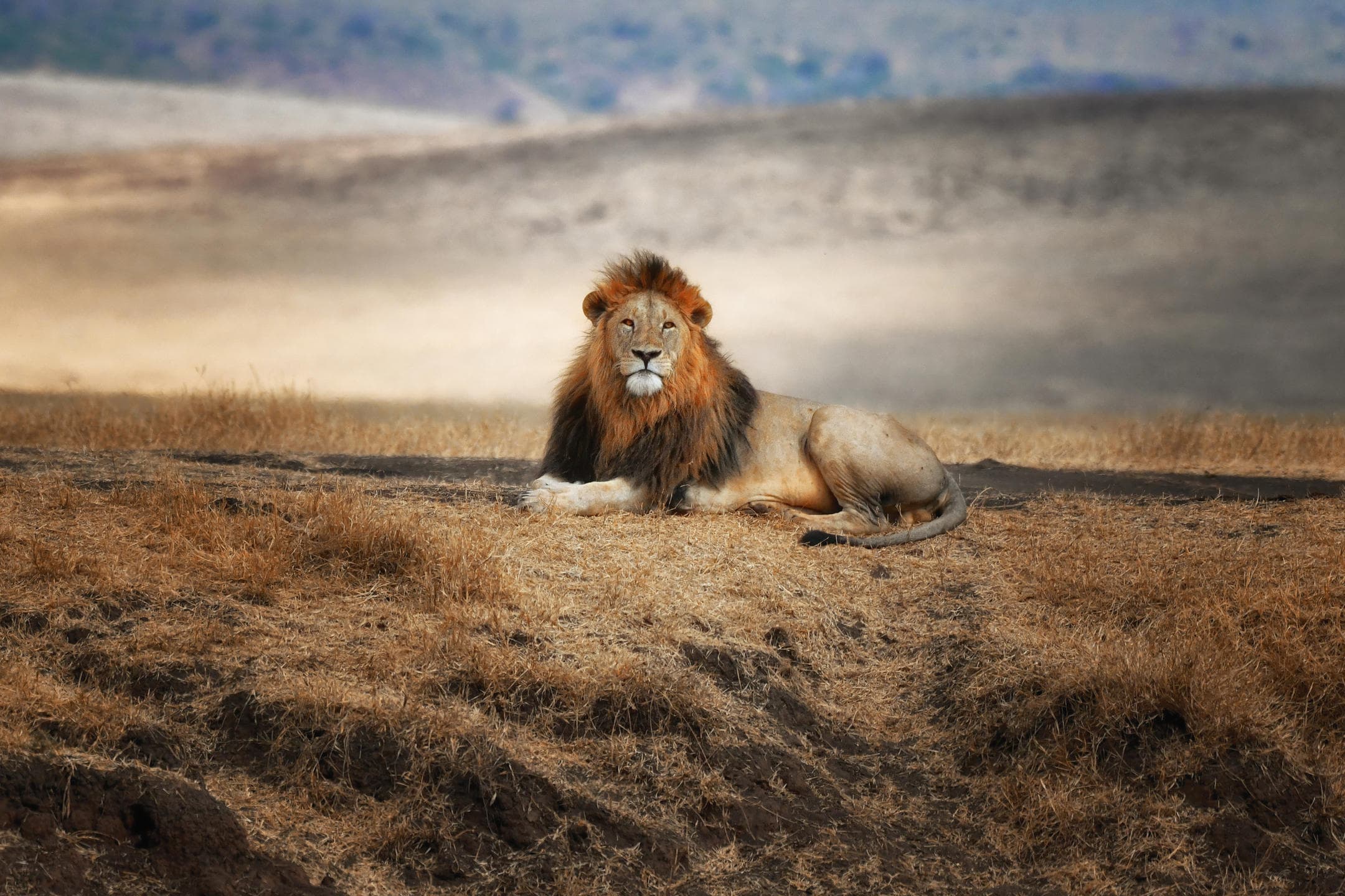Lion Tracking