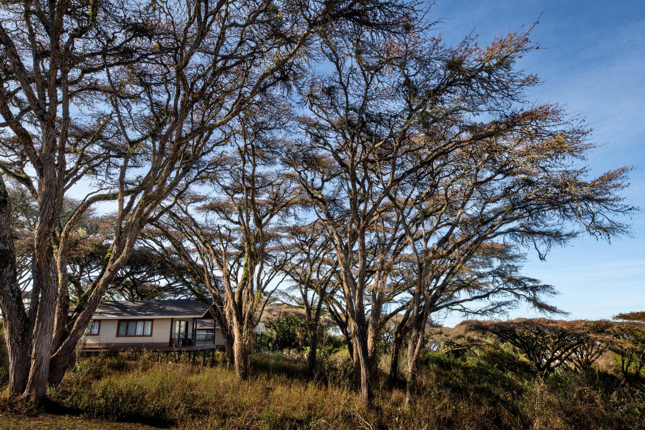 Ngorongoro Lion's Paw