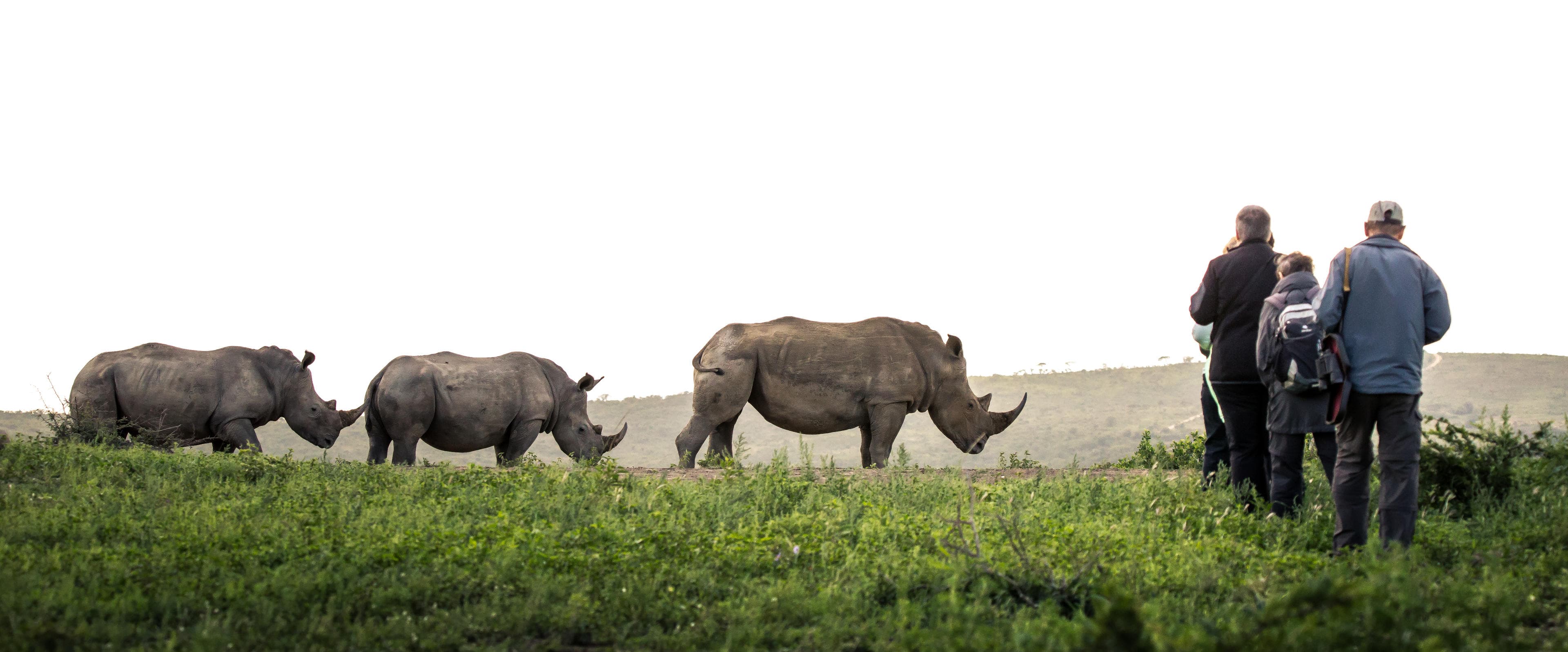 Rhino Tracking