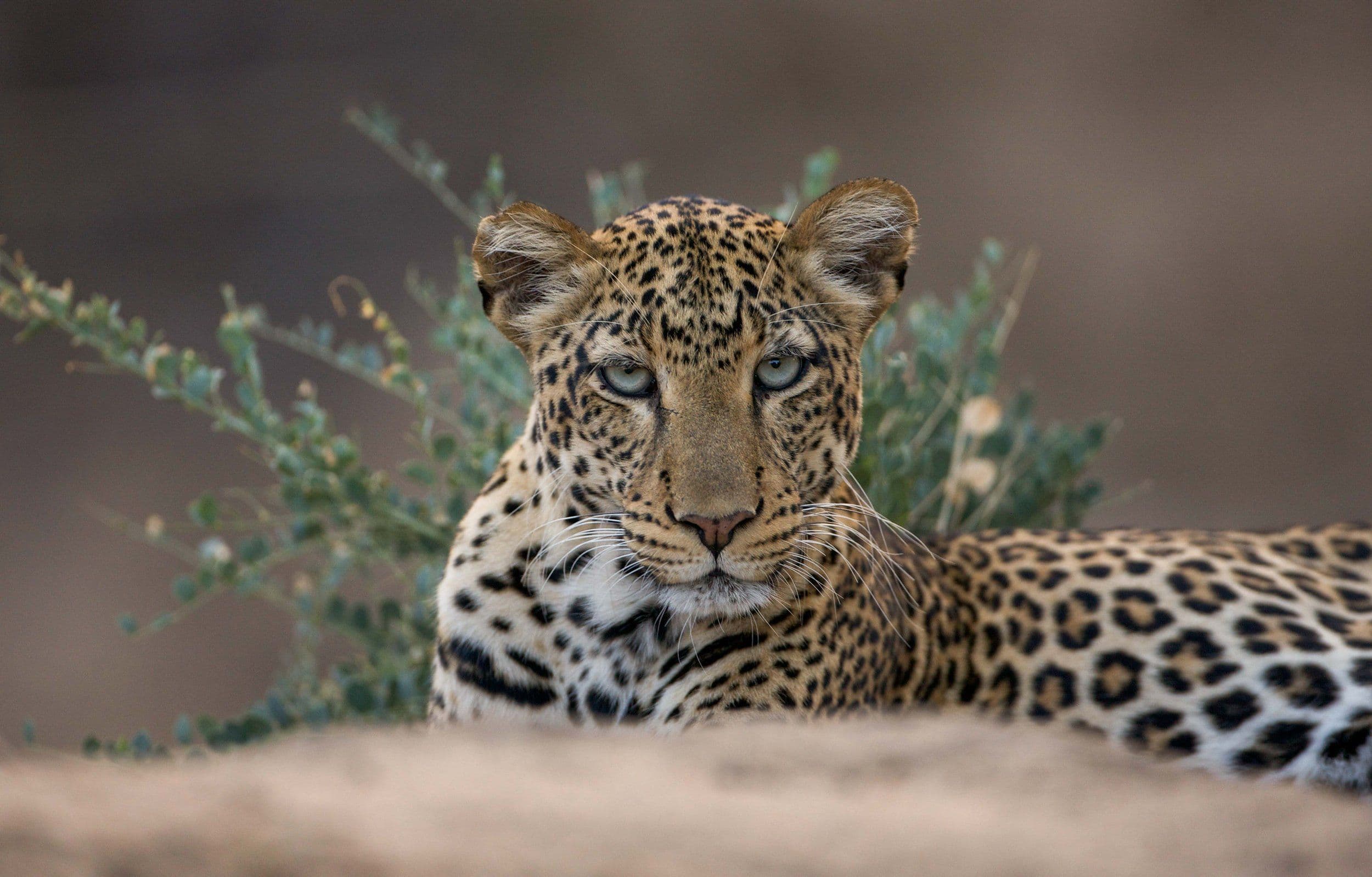 Wildlife at Sarara