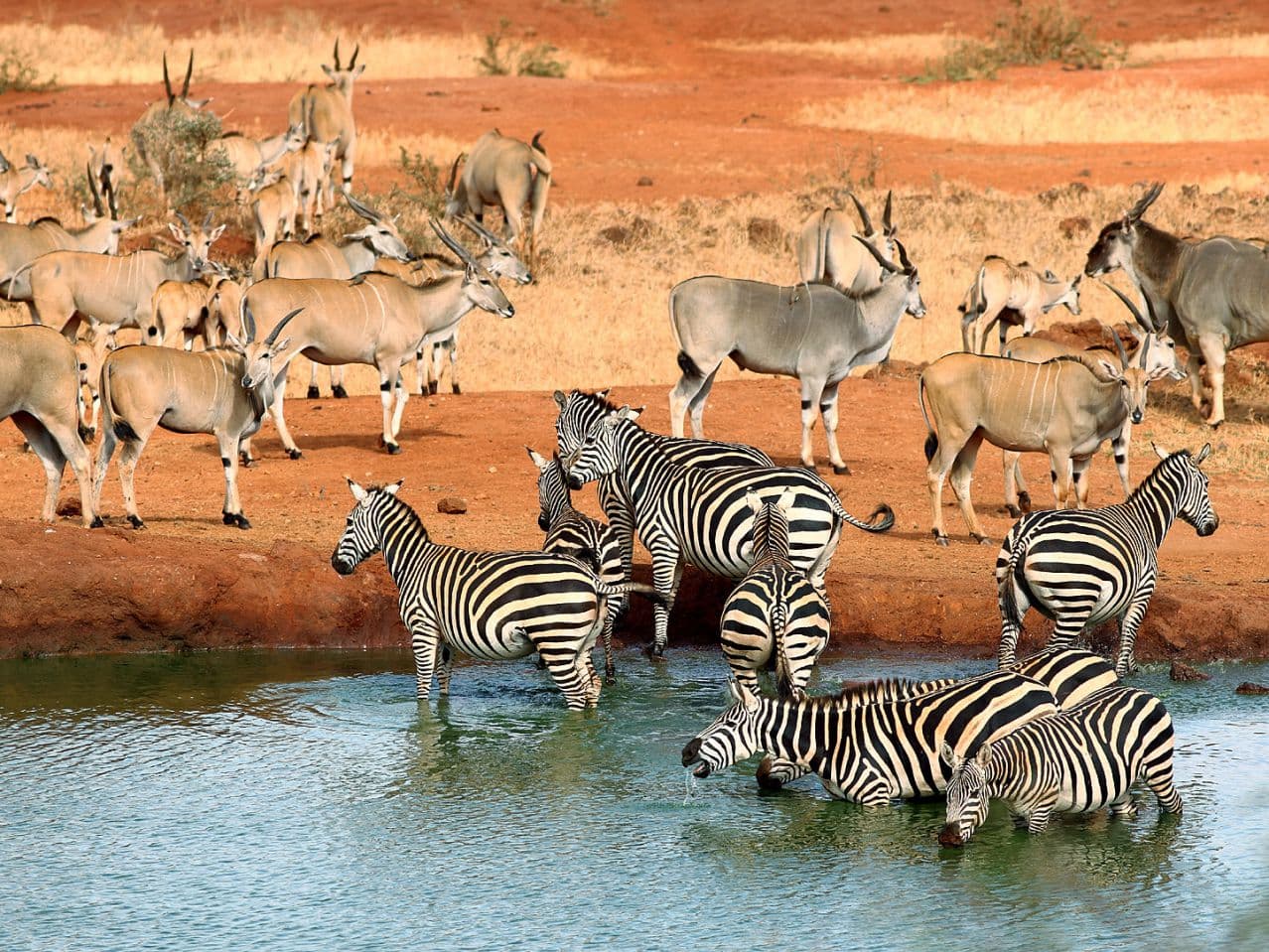 Tsavo national park animals